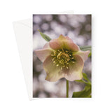 'Hello Hellebore!' -  Greeting Card