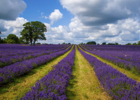 'Lavender and Big English Sky'  -