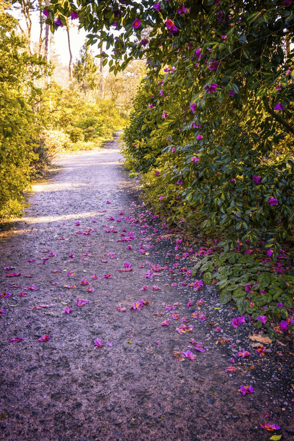 'Camellia Trail' -