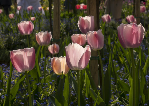 'Pink Tulips at Giverny'  -