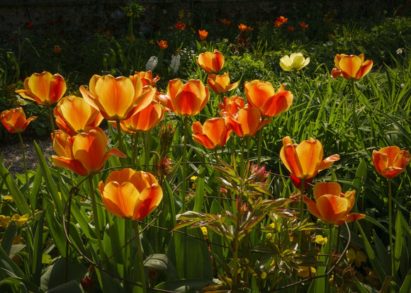 'Orange Tulips at Giverny'  -