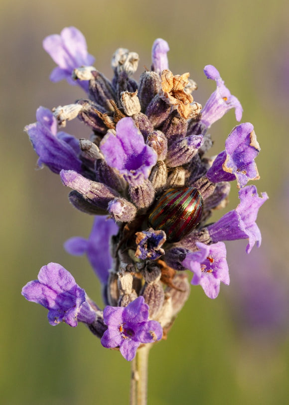 'Rosemary Beetle on Lavender' -