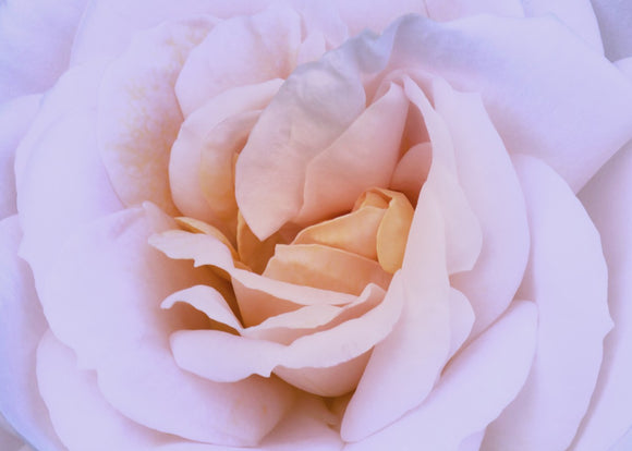 'Pink and Buttermilk Rose'  -