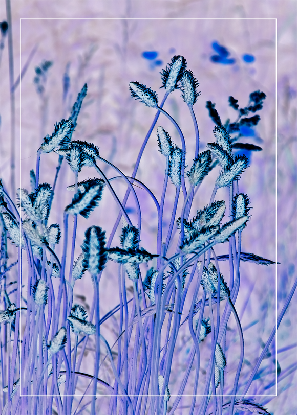 'Blue Grass' -