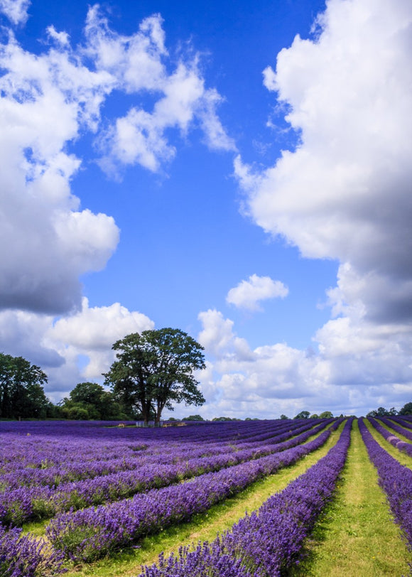 English Lavender and Summer Sky