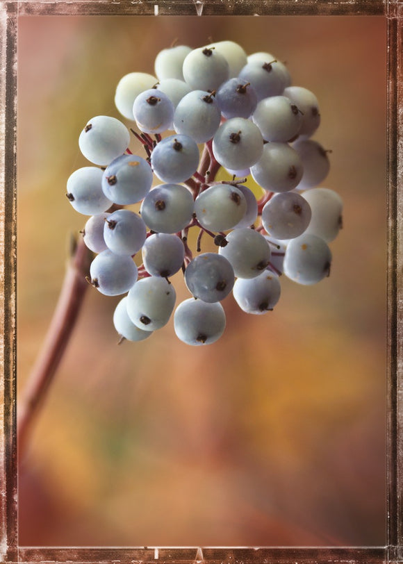 'White Berries' -