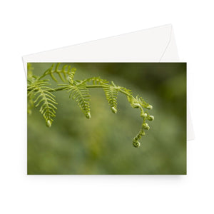 'Frond of a Frond' - High quality greeting card featuring my macro photograph of bracken unfurling. Printed on high-quality 330gsm Fedrigoni card. Envelope supplied.