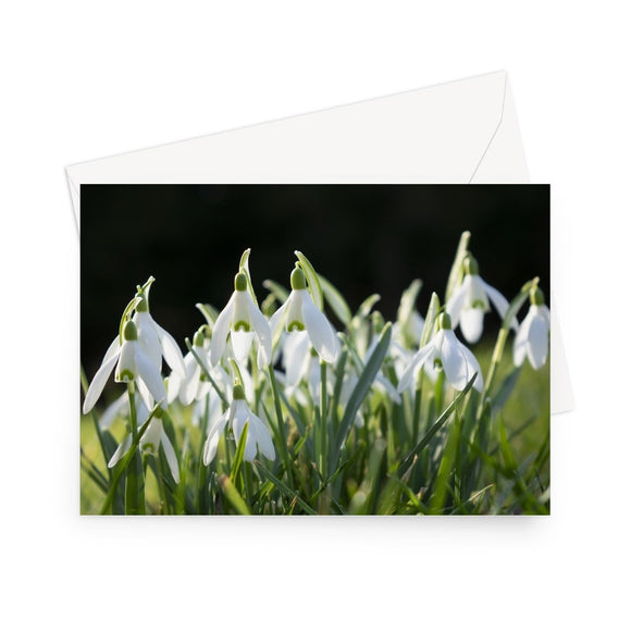 'Snowdrops' - High quality greeting card featuring my close-up photograph of snowdrops. Printed on high-quality 330gsm Fedrigoni card. Envelope supplied.
