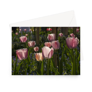 'Pink Tulips at Giverny' - High quality greeting card featuring my photograph of a host of pink tulips in Monet's famous garden at Giverny. Printed on high-quality 330gsm Fedrigoni card. Envelope supplied.