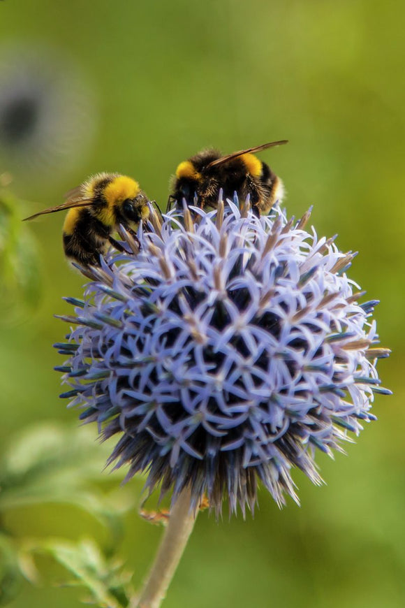 Two Bees on Echinops Globe Thistle