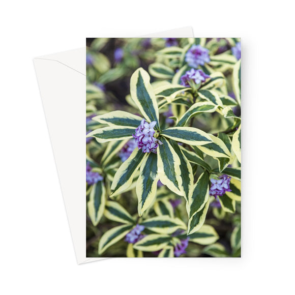 'Heaven Scent' -  Greeting Card
