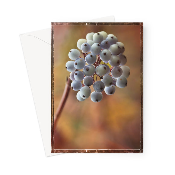 'White Berries' -  Greeting Card