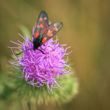 Six-spotted Burnet Moth on Mauve Thistle Flower