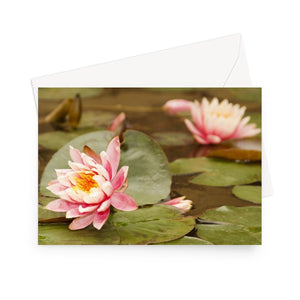 'Pink Waterlilies' - High quality greeting card featuring my close-up photograph of pink waterlilies. Printed on heavy duty 330gsm Fedrigoni card. Supplied with envelope.