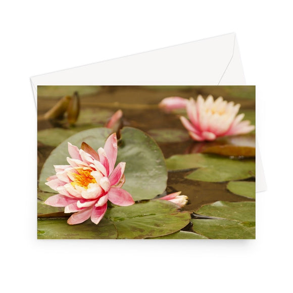 'Pink Waterlilies' - High quality greeting card featuring my close-up photograph of pink waterlilies. Printed on heavy duty 330gsm Fedrigoni card. Supplied with envelope.