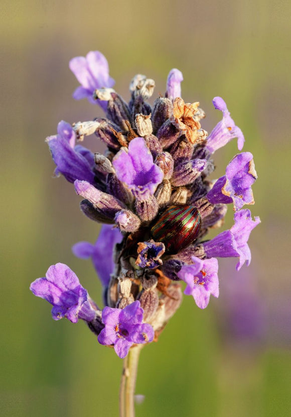 Rosemary Beetle on Lavender