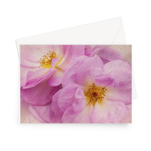 'In the Pink' - High quality greeting card featuring my close up photograph of pink roses. Printed on high-quality 330gsm Fedrigoni card. Envelope supplied.