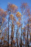 Silver Birches and Blue Sky