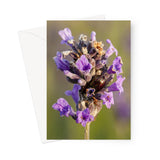 'Rosemary Beetle on Lavender' -  Greeting Card